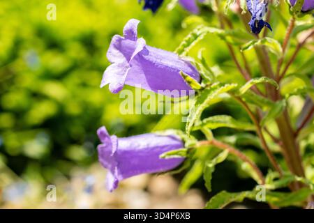 Saint-Gall, Suisse, 13 juin 2025 plante Campanula Speciosa au jardin botanique Banque D'Images