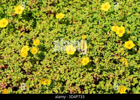 Saint-Gall, Suisse, 13 juin 2025 Potentilla Eriocarpa plante au jardin botanique Banque D'Images