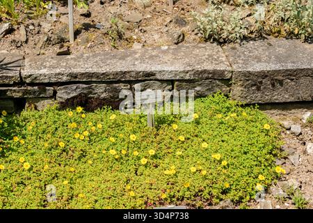 Saint-Gall, Suisse, 13 juin 2025 Potentilla Eriocarpa plante au jardin botanique Banque D'Images