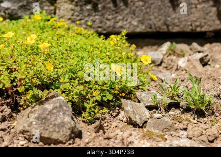 Saint-Gall, Suisse, 13 juin 2025 Potentilla Eriocarpa plante au jardin botanique Banque D'Images