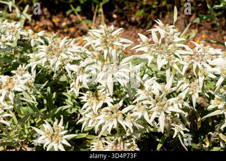 Saint-Gall, Suisse, 13 juin 2025 plante Leontopodium Himalayanum au jardin botanique Banque D'Images