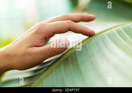 Main touchant doucement une grande feuille verte dans la nature Banque D'Images
