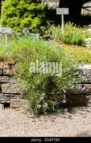 Saint-Gall, Suisse, 13 juin 2025 plante Moltkia coerulea au jardin botanique Banque D'Images
