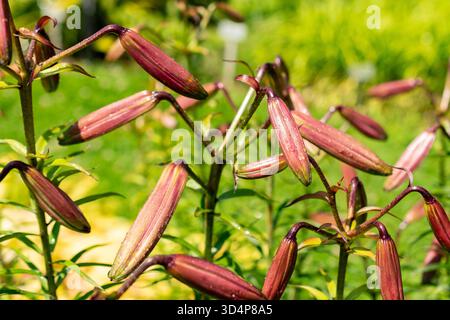 Saint-Gall, Suisse, 13 juin 2025 Lilium Leucanthum plante au jardin botanique Banque D'Images