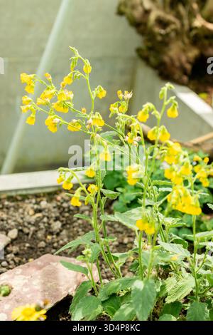 Saint-Gall, Suisse, 13 juin 2025 plante Hermannia incana au jardin botanique Banque D'Images