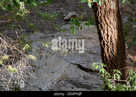 Un arbre et de la végétation entourent un couvercle métallique de trou d'homme qui fuit de l'eau. Le liquide sale coule sur les roches et la saleté, un symbole de pollution et de défaillance du système Banque D'Images