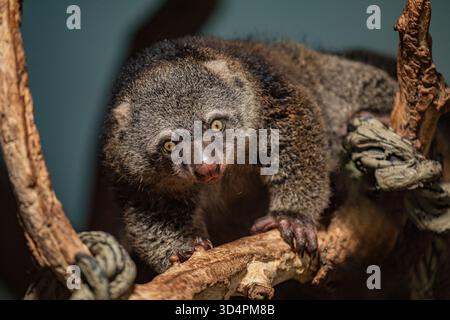 Ours cuscus, Phalanger maculatus avec bébé sur le dos. mignon petit animal de couleur sombre avec une longue queue et des pattes tenaces avec des griffes. Vit dans les arbres Banque D'Images