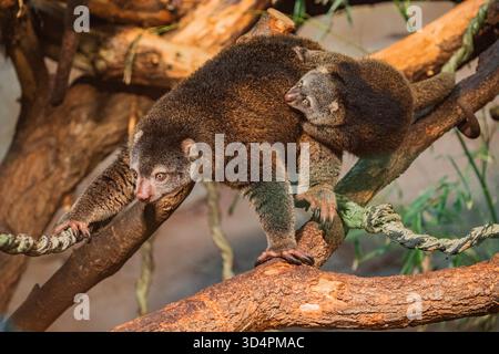 Ours cuscus, Phalanger maculatus avec bébé sur le dos. mignon petit animal de couleur sombre avec une longue queue et des pattes tenaces avec des griffes. Vit dans les arbres Banque D'Images
