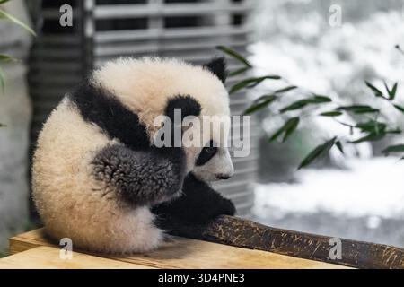 Doux oursons de 6 mois Giant Panda ludique et adorable dans un zoo. les bébés panda de six mois jouent entre eux sur une plate-forme en bois et mangent de jeunes bamb Banque D'Images
