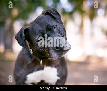 Un chien senior de race mixte Pit Bull Terrier avec une fourrure grise sur le visage écoutant avec une inclinaison de la tête Banque D'Images