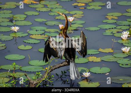 Un très beau cormoran utilisait le côté d'un lac long et étroit dans le parc de la Nation de Yala pour chercher du poisson Banque D'Images