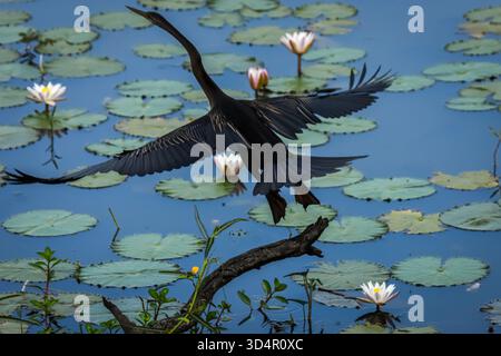 Un très beau cormoran utilisait le côté d'un lac long et étroit dans le parc de la Nation de Yala pour chercher du poisson Banque D'Images
