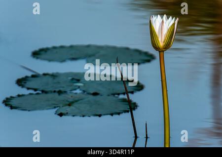 Un très beau cormoran utilisait le côté d'un lac long et étroit dans le parc de la Nation de Yala pour chercher du poisson Banque D'Images