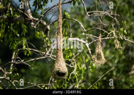 les oiseaux tisserands sauvages construisent le nid le plus étonnant et utilisent de nombreux designs uniques. Leurs nids sont généralement dans les arbres. Ici au Sri Lanka Banque D'Images