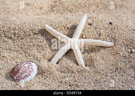 Focus sur Star Fish sur sable avec coquille au premier plan Banque D'Images