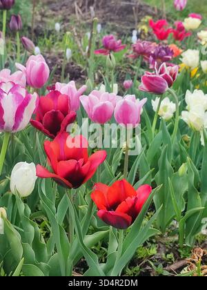 Fleurs de tulipes colorées florissantes le jour du printemps. Tulipes variétales florissantes. Fleurs de tulipes rouges roses blanches fleuries et feuilles vertes. Faire pousser des fleurs en fleurs. Nature. Arrière-plan naturel Banque D'Images