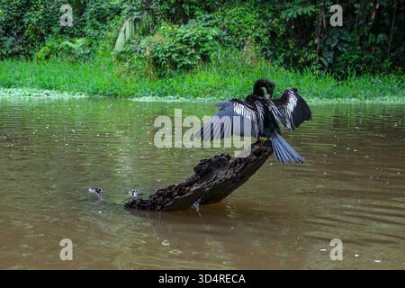 Tortuguero, Costa Rica - 30 octobre 2025 : un anhinga séchant ses plumes dans un chenal du parc national de Tortuguero au Costa Rica. Banque D'Images