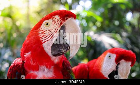 Perroquet d'aras rouge et blanc de la jungle avec bec ouvert amical regardant la caméra Banque D'Images
