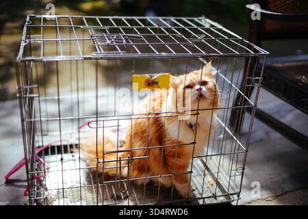 Chat persan orange et blanc dans une cage Banque D'Images