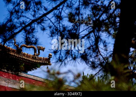 Gros plan sur le style tibétain Xumi Fushou Temple Miaogao Zhuangyan Hall à Chengde avec des dragons géants féroces sur le toit - Chine Banque D'Images
