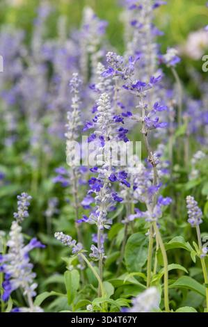 Gros plan d'une fleur de farinacea Victoria Blue Salvia poussant dans le champ Banque D'Images