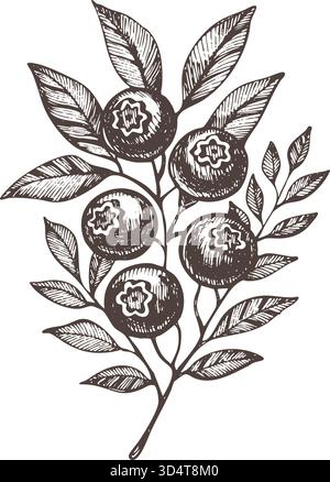 Illustration vectorielle vintage d'une branche de myrtille de myrtille dans le style d'art de ligne d'encre. Parfait pour les impressions botaniques, les étiquettes de confiture, les emballages de produits biologiques Illustration de Vecteur