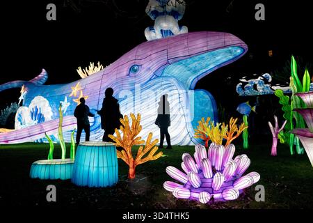 Des lanternes géantes sont installées au zoo d'Édimbourg pour le retour du sentier de la Royal Zoological Society of Scotland (RZSS), avec plus de 600 lanternes géantes sur le thème aquatique créées par une équipe de 20 spécialistes des lanternes de Zigong Lanterns en Chine, qui se déroulera à partir du 14 novembre. Les visiteurs du sentier pourront se promener à travers une énorme baleine et explorer un pays des merveilles sous-marin lumineux. Date de la photo : mardi 11 novembre 2025. Banque D'Images