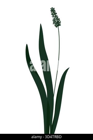 Plante vert foncé avec de longues feuilles pointues et une grande tige fleurie sur fond blanc Illustration de Vecteur
