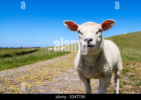 Un agneau obstiné curieux debout regardant sur une digue en remblai sur l'île Terschelling, mouton blanc doux et fourrure bouclée Banque D'Images