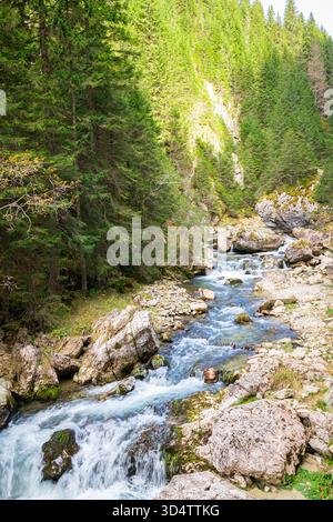 Un ruisseau de montagne clair traverse un canyon dans les montagnes Bucegi, en Roumanie, entouré d'épinettes et de beauté naturelle sauvage. Banque D'Images