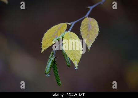 Bouleau à cerises japonais Betula grossa bouleau automne Banque D'Images