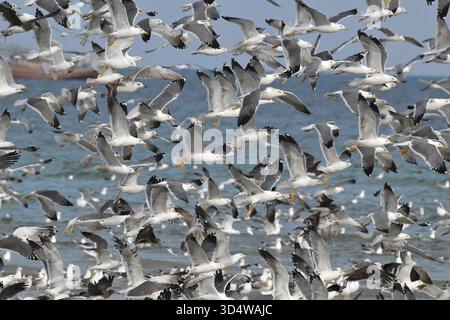 Moindre Goéland marin - Larus fuscus Banque D'Images