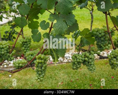 Grappe de raisins blancs vignoble dans, vallée de Vale dos Vinhedos, ville de Bento Goncalves, Rio Grande do Sul serra, RS, Brésil Banque D'Images
