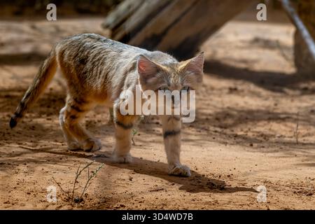 Chat (Felis margarita sable) Banque D'Images