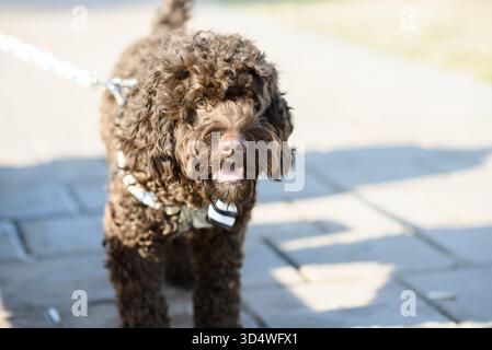 Chien brun aux cheveux bouclés se tient en laisse sur un trottoir ensoleillé, regardant vers la caméra pendant la promenade en plein air. Banque D'Images