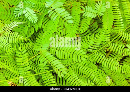 Brindilles couchées sur le sol avec des feuilles d'Albizia julibrissin, gros plan Banque D'Images
