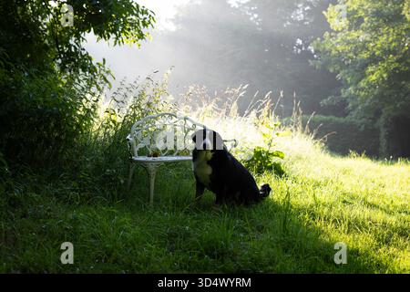 Appenzeller Mountain Dog est assis à côté d'un banc de jardin blanc dans une prairie pendant un lever de soleil brumeux Banque D'Images