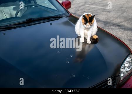 Un chat de rue assis sur le capot de la voiture, laissant des empreintes de pattes dessus. Banque D'Images
