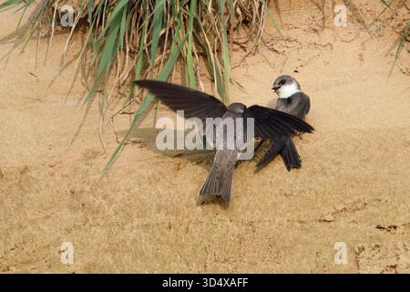 Sable Martin / hirondelles de rive / Uferschwalben ( Riparia riparia), perché sur une falaise de sable d'une rive de rivière, luttant pour des possibilités de nidification, la faune, l'Europe. Banque D'Images