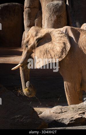 Éléphant d'Afrique mangeant du foin, vue de côté, montrant un comportement alimentaire naturel dans Bioparc Valencia. Banque D'Images
