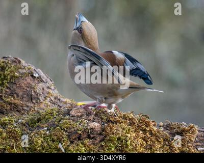 Hawfinch Coccothraustes coccothraustes assister à la compétition dans une station d'alimentation rurale en Charente, France Banque D'Images