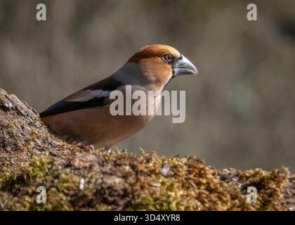 Hawfinch Coccothraustes Portrait de coccothraustes à une station d'alimentation à la fin de l'hiver en France rurale Banque D'Images