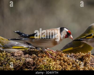 Portrait d'un cardiner européen carduelis carduelis avec des cardiniers mâles Chloris chloris dans une station d'alimentation rurale en Charente, France Banque D'Images
