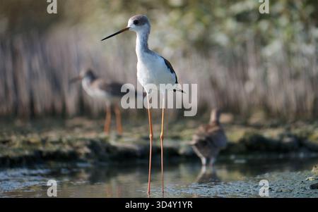 Altin immature à ailes noires (Himantopus himantopus) dans les mangroves, île de Yas abu Dhabi, Émirats arabes Unis Banque D'Images