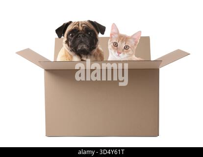 Chat et chien mignon dans une boîte en carton sur fond blanc Banque D'Images