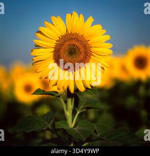 Vue sur les tournesols en pleine croissance (Helianthus annuus) immense champ sous ciel bleu. Auvergne Rhône Alpes, France Banque D'Images
