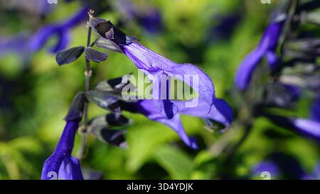 Un gros plan vibrant de fleurs de salvia « Black & Blue », avec des pétales bleu cobalt profonds émergeant de calices presque noirs. Banque D'Images