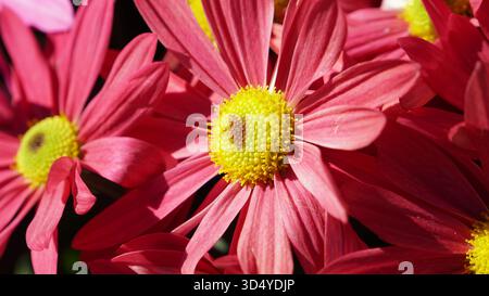 Pétales embrassés par le soleil : capturez les teintes magenta et jaune profondes des mamans Hardy Garden en pleine floraison Banque D'Images