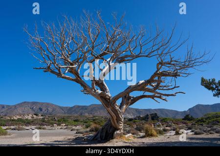 Arbre mort à la plage d'Elafonisi, Crète Banque D'Images