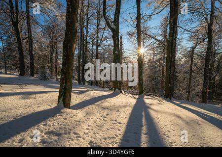 Vue de rayons de soleil traversant une forêt enneigée projetant de longues ombres sur le sol blanc à Lubietova, région de Banska Bystrica, Slovaquie. Banque D'Images
